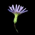 Img.VTax3364.ExN.Img8
