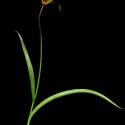 Img.VTax3538.ExN.Img7