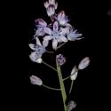 Img.VTax3553.ExN.Img8
