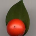 Img.VTax3599.ExN.Img7