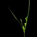 Img.VTax3676.ExN.Img4