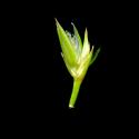 Img.VTax3676.ExN.Img7