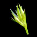 Img.VTax3676.ExN.Img8