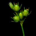 Img.VTax3676.ExN.Img9