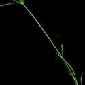Img.VTax3728.ExN.Img11
