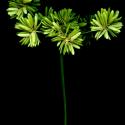 Img.VTax3728.ExN.Img9