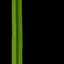 Img.VTax3754.ExN.Img2