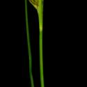 Img.VTax3782.ExN.Img7