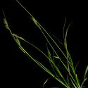 Img.VTax3782.ExN.Img8