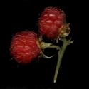 Img.VTax387.ExN.Img7