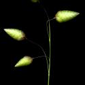 Img.VTax3934.ExN.Img10
