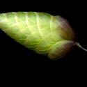 Img.VTax3934.ExN.Img5