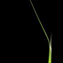 Img.VTax3955.ExN.Img3