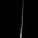 Img.VTax3955.ExN.Img5