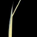 Img.VTax3955.ExN.Img6