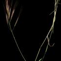 Img.VTax3955.ExN.Img9