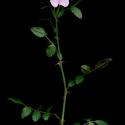 Img.VTax413.ExN.Img6