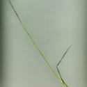 Img.VTax4158.ExN.Img4