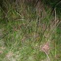 Img.VTax4158.ExN.Img7