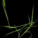 Img.VTax4193.ExN.Img1
