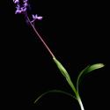 Img.VTax4267.ExN.Img6