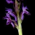 Img.VTax4278.ExN.Img9