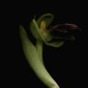 Img.VTax4298.ExN.Img7
