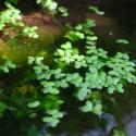 Img.VTax4327.ExN.Img4