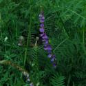 Img.VTax670.ExN.Img3