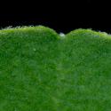 Img.VTax743.ExN.Img8