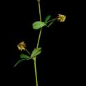 Img.VTax776.ExN.Img6