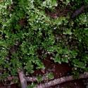 Img.VTax884.ExN.Img6