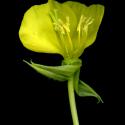 Img.VTax899.ExN.Img7