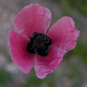 Img.VTax958.ExN.Img1