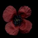 Img.VTax958.ExN.Img4