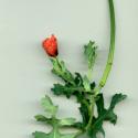 Img.VTax962.ExN.Img8