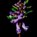 Img.VTax969.ExN.Img8