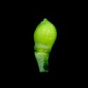 Img.VTax981.ExN.Img7