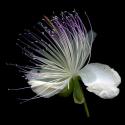Img.VTax988.ExN.Img6