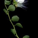 Img.VTax988.ExN.Img8