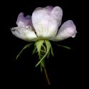 Img.VTax415.ExN.Img3