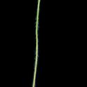 Img.VTax467.ExN.Img8