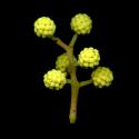 Img.VTax539.ExN.Img7
