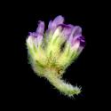 Img.VTax620.ExN.Img6