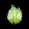 Img.VTax620.ExN.Img8