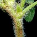 Img.VTax620.ExN.Img9