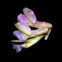 Img.VTax642.ExN.Img11
