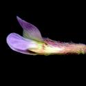 Img.VTax642.ExN.Img8