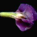 Img.VTax647.ExN.Img9