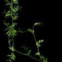Img.VTax649.ExN.Img7